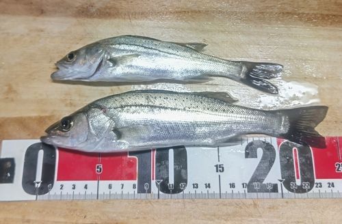 セイゴ（マルスズキ）の釣果