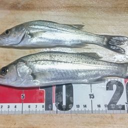 セイゴ（マルスズキ）