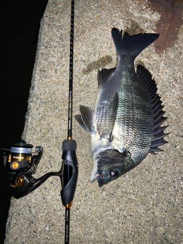 チヌの釣果