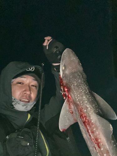 ホシザメの釣果