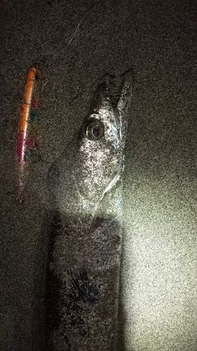 タチウオの釣果