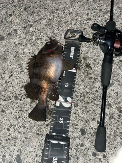 シロメバルの釣果