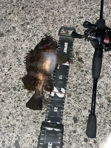 シロメバルの釣果