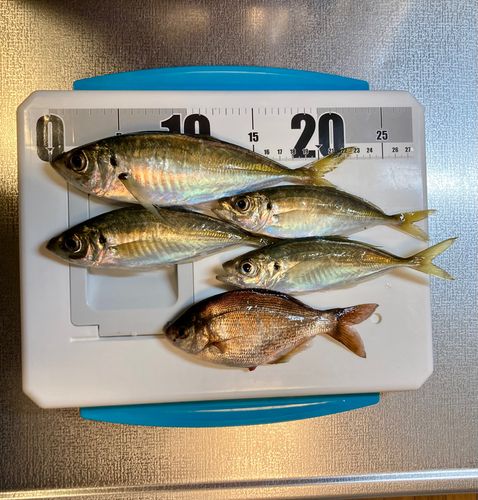 アジの釣果