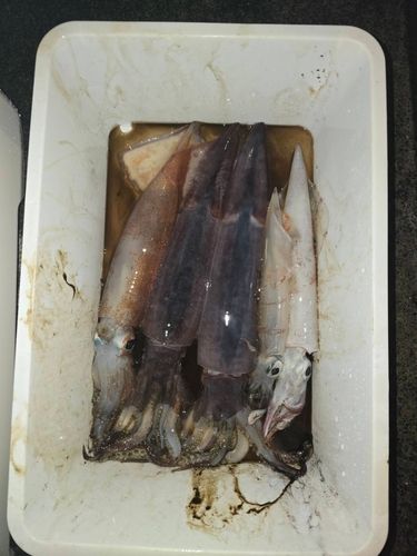 スルメイカの釣果