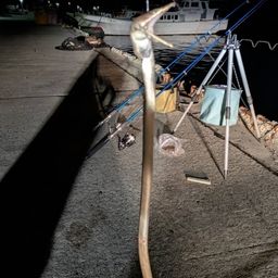 ダイナンウミヘビ