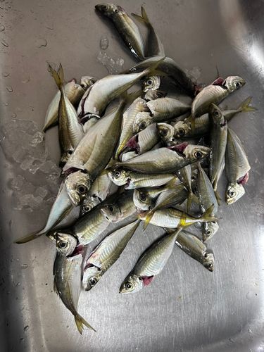 大黒海づり施設