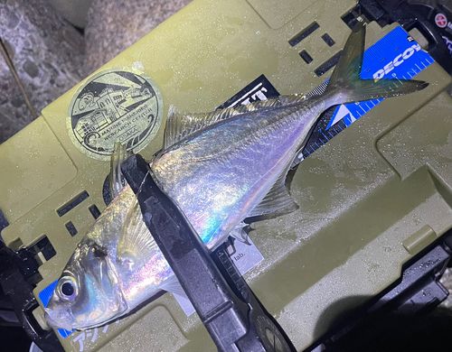 マアジの釣果