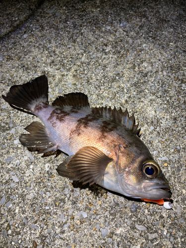 メバルの釣果