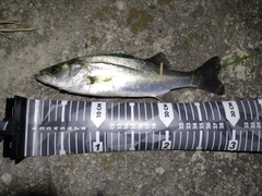 セイゴ（マルスズキ）の釣果