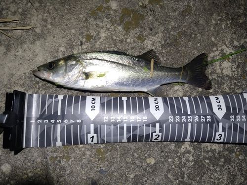 セイゴ（マルスズキ）の釣果