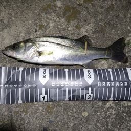 セイゴ（マルスズキ）