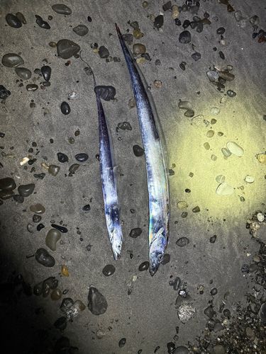 タチウオの釣果