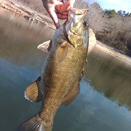 スモールマウスバス