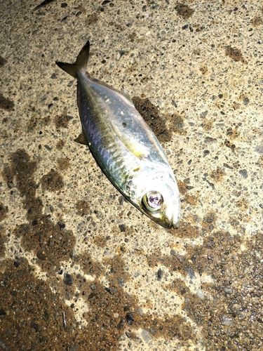 メアジの釣果