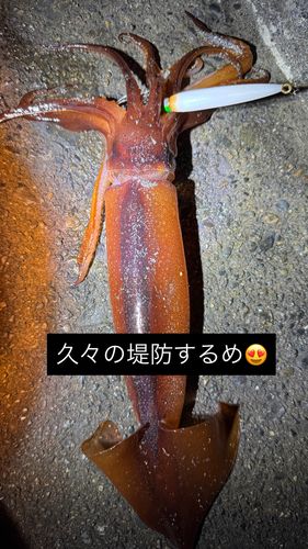 スルメイカの釣果