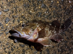 アラカブの釣果