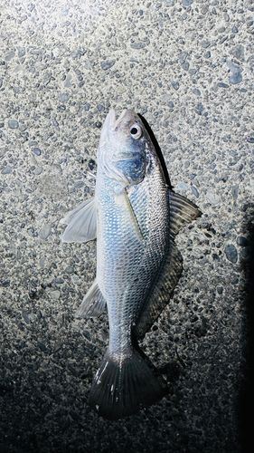 イシモチの釣果