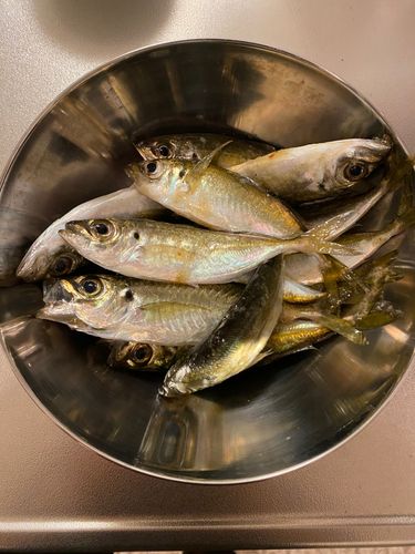 アジの釣果