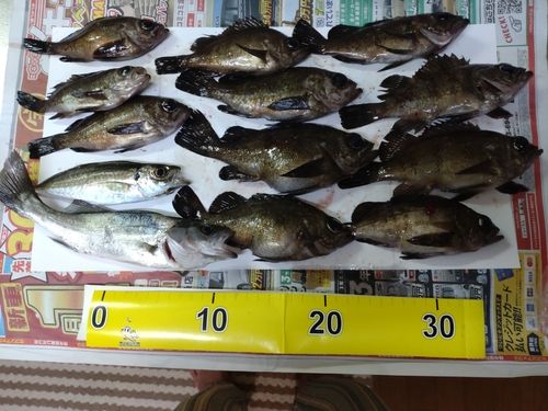 メバルの釣果