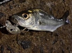 セイゴ（マルスズキ）の釣果