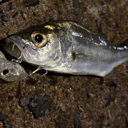 セイゴ（マルスズキ）