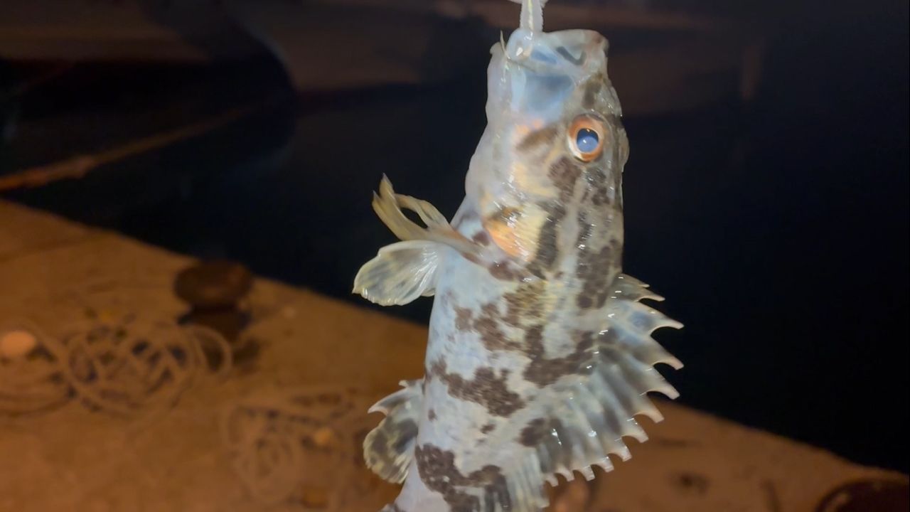 タケノコメバル