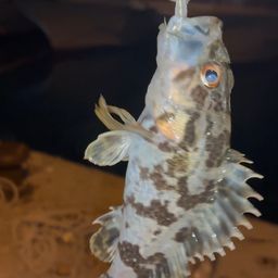 タケノコメバル