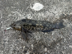 アイナメの釣果