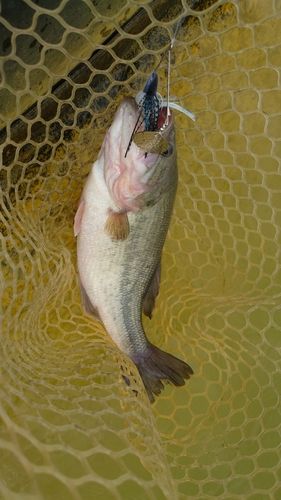 ドリームレイク