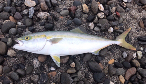 イナダの釣果