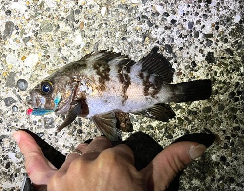 メバルの釣果
