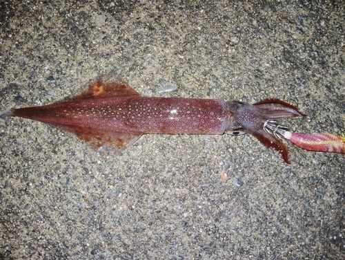 ヤリイカの釣果