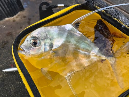 神戸空港親水護岸