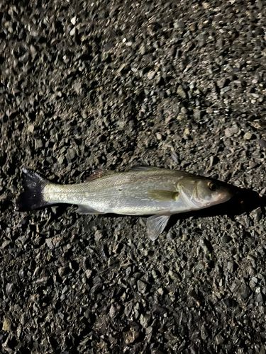 セイゴ（マルスズキ）の釣果