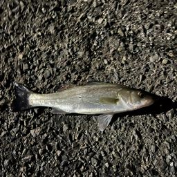 セイゴ（マルスズキ）