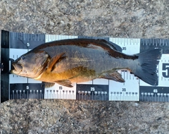 スモールマウスバスの釣果