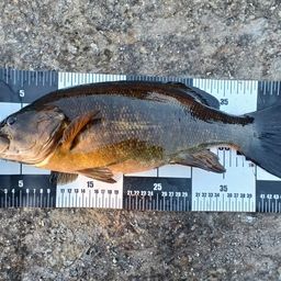 スモールマウスバス