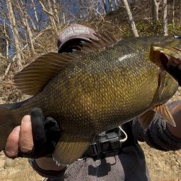 スモールマウスバス