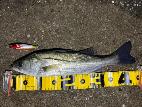 シーバスの釣果