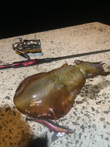 アオリイカの釣果