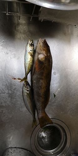 小名浜港アクアマリンふくしま周辺