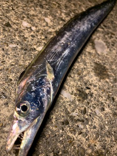 タチウオの釣果