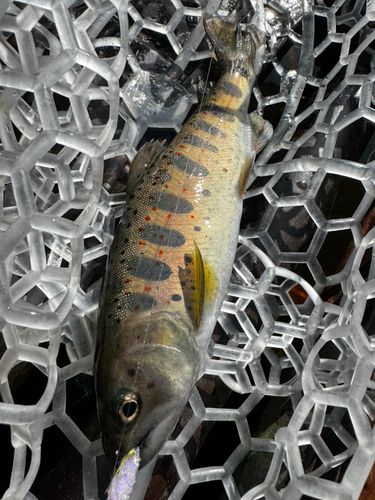 岡崎トラウトポンド