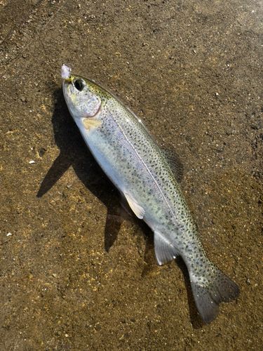 ニジマスの釣果