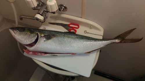ワラサの釣果