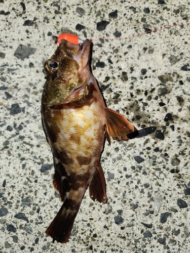 周防大島（屋代島）