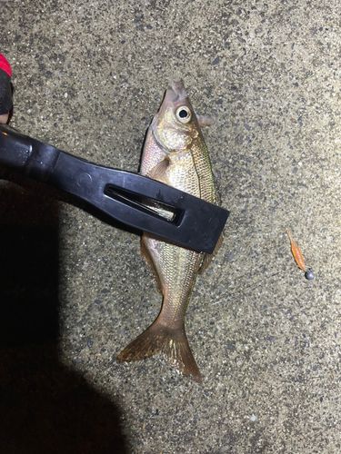 ウミタナゴの釣果