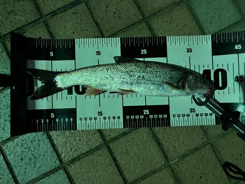 マルタウグイの釣果