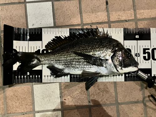 クロダイの釣果